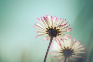 Baharda açan papatya çiçeğinin makro resmi. Mavi gökyüzü. 