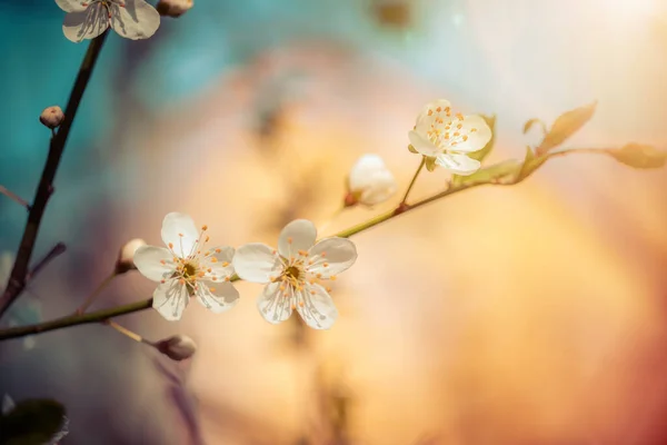 Närbild Bild Vita Blommande Körsbär Blommor Kopiera Utrymme — Stockfoto