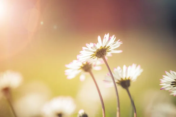 Fechar Imagem Flor Margarida Bonito Primavera — Fotografia de Stock