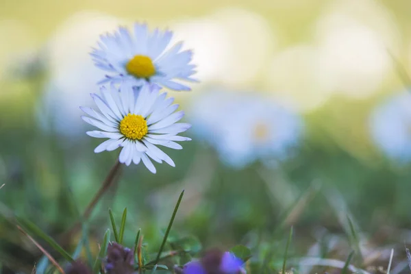 Close Foto Van Schattige Madeliefje Bloesem Het Voorjaar — Stockfoto