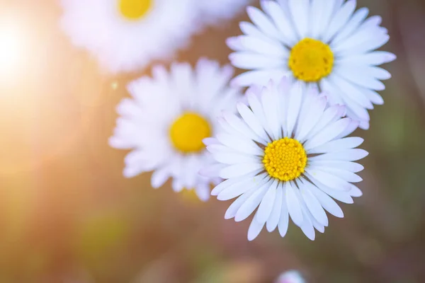 Närbild Bild Söt Tusensköna Blomma Våren — Stockfoto