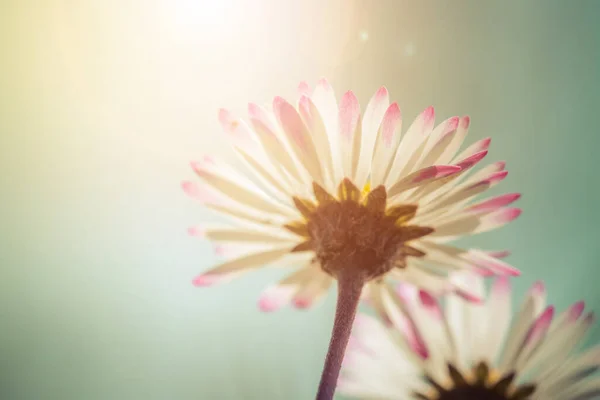 美丽的雏菊绽放的宏观画面 — 图库照片