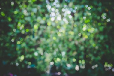 Yeşil yapraklar bokeh desenli arkaplan resmi, tasarım, güneş ışığı