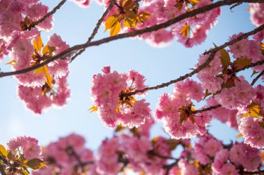 Pembe çiçek açan kiraz çiçeklerinin resmini kapat, boşluğu kopyala