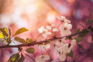 Çiçek açan kiraz çiçeklerinin resmini kapat, boşluğu kopyala