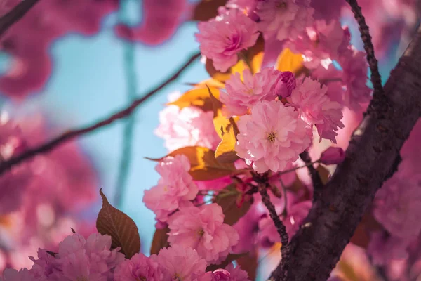 Közelkép Rózsaszín Virágzó Cseresznyevirágok Másolás Helyet — Stock Fotó