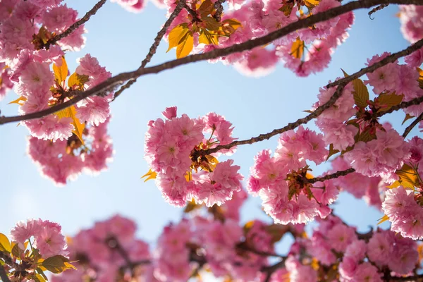 Imagen Cerca Flores Cerezo Florecientes Rosadas Espacio Copia — Foto de Stock