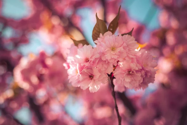 Zbliżenie Zdjęcie Różowych Kwitnących Kwiatów Wiśni Przestrzeń Kopiowania — Zdjęcie stockowe