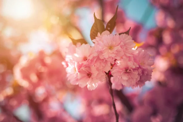 Imagen Cerca Flores Cerezo Florecientes Rosadas Espacio Copia — Foto de Stock