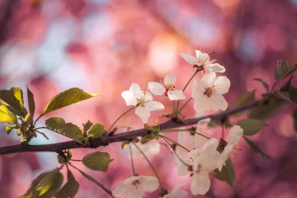 Zbliżenie Zdjęcie Kwitnących Kwiatów Wiśni Przestrzeń Kopiowania — Zdjęcie stockowe