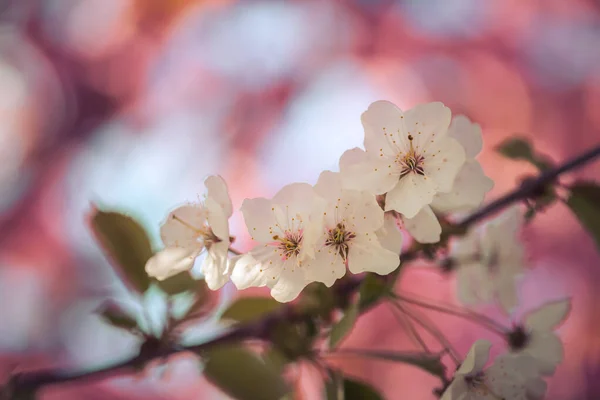 Primer Plano Imagen Flores Cerezo Flor Espacio Copia — Foto de Stock