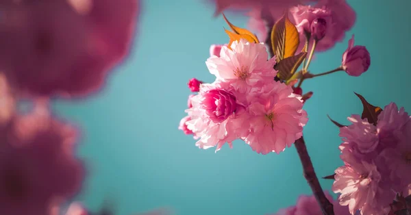 Close Picture Pink Blooming Cherry Blossoms Copy Space — Stock Photo, Image