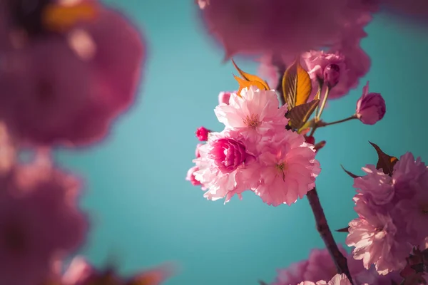 近照粉红樱花绽放 复制空间 — 图库照片