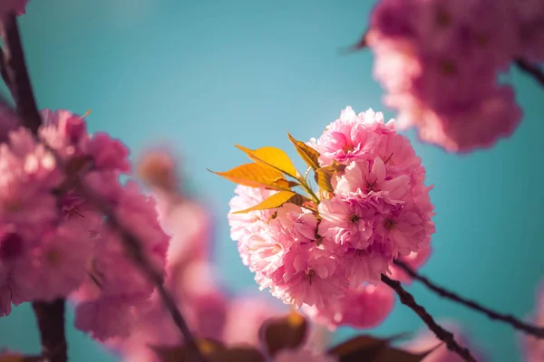 近照粉红樱花绽放 复制空间 — 图库照片