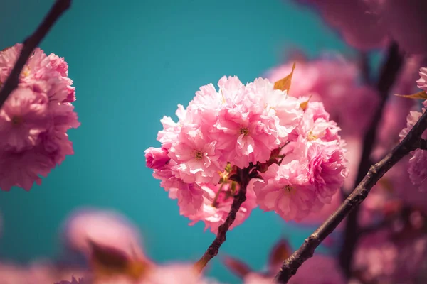 ピンクの花が咲く桜の写真を閉じ スペースをコピー — ストック写真