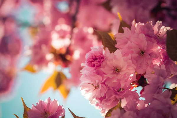Zbliżenie Zdjęcie Różowych Kwitnących Kwiatów Wiśni Przestrzeń Kopiowania — Zdjęcie stockowe