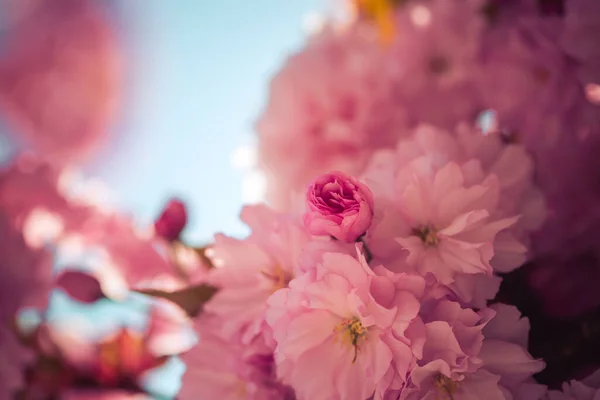 Закройте Фотографию Розового Цветущего Вишневого Сома Скопируйте Пространство — стоковое фото