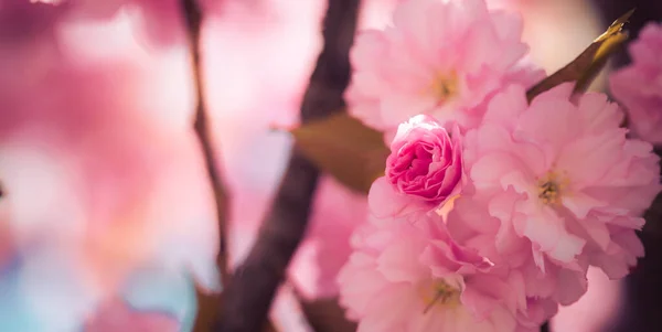 Nahaufnahme Bild Von Rosa Blühenden Kirschblüten Kopierraum — Stockfoto