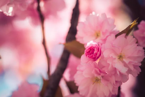 Foto Vicino Fiori Ciliegio Fiore Rosa Copiare Spazio — Foto Stock