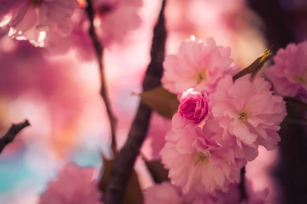 Close Picture Pink Blooming Cherry Blossoms Copy Space — Stock Photo, Image