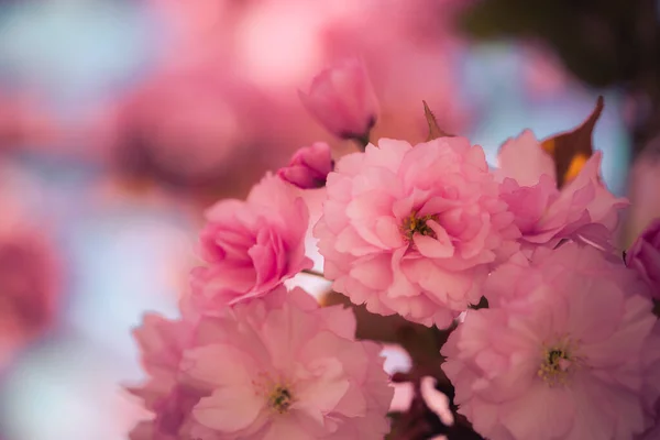 Nahaufnahme Bild Von Rosa Blühenden Kirschblüten Kopierraum — Stockfoto