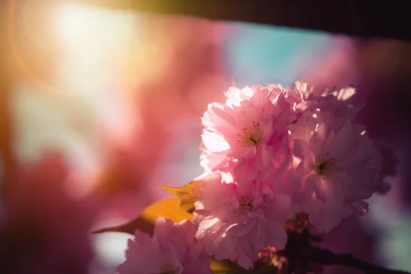 Nahaufnahme Bild Von Rosa Blühenden Kirschblüten Kopierraum — Stockfoto