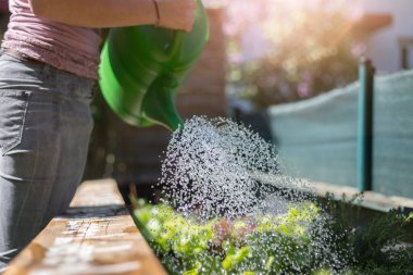 Yükseltilmiş yatakta sebze ve otları sulamak. Taze bitkiler ve toprak.