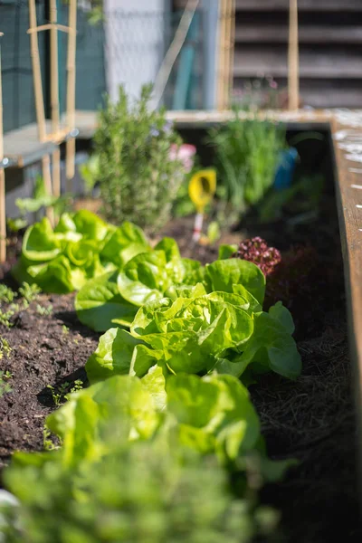 Salat Gemüse Und Kräuter Hochbeet Frische Pflanzen Und Boden — Stockfoto