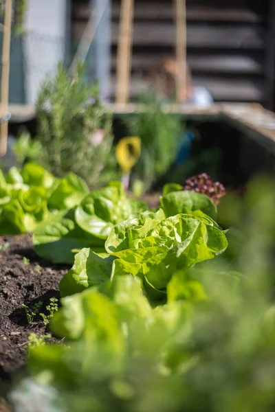 Salat Gemüse Und Kräuter Hochbeet Frische Pflanzen Und Boden — Stockfoto
