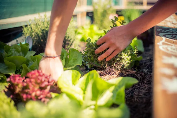Menanam Sayuran Dan Herbal Tempat Tidur Tanaman Segar Dan Tanah — Stok Foto