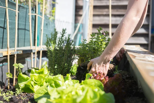 Gemüse Und Kräuter Hochbeet Pflanzen Frische Pflanzen Und Boden — Stockfoto