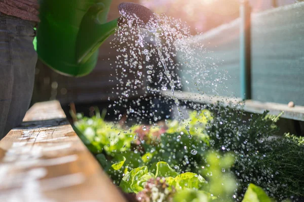 Arrosage Des Légumes Des Herbes Dans Lit Surélevé Plantes Sols — Photo