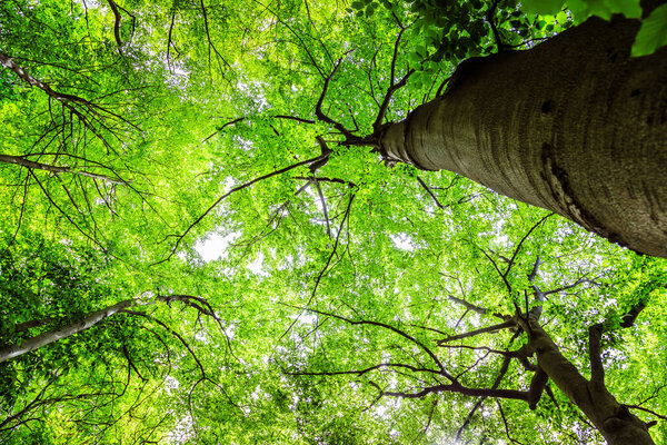 Bottom view of impressive spruce trees in the forest. Spring time.