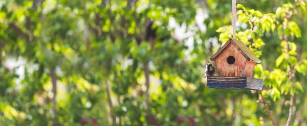 Primo Piano Variopinta Casetta Uccelli Legno Nel Proprio Giardino Estate — Foto Stock