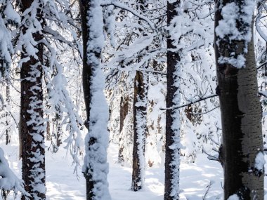 Gün boyunca karla kaplı ağaçlar