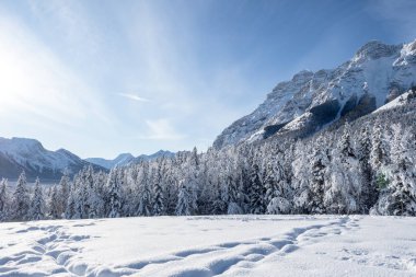 Bir kış sabahı açık mavi gökyüzüyle karla kaplı bir vadide çamlar ve kayalık dağlar.