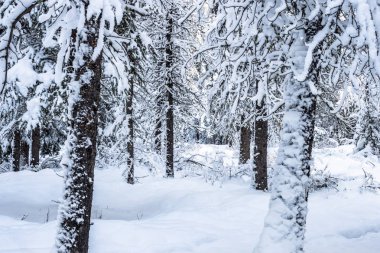 Karla kaplı ağaçlar
