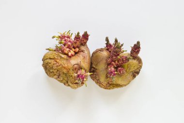 Beyaz arka planda serpilmiş patatesler. Sebze filizlendiriyorum. Çirkin, güzel, büyüyen yumru.