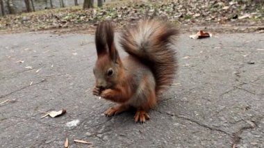 Orman sincabı ceviz yer. Tatlı kırmızı sincap fındık yiyor.