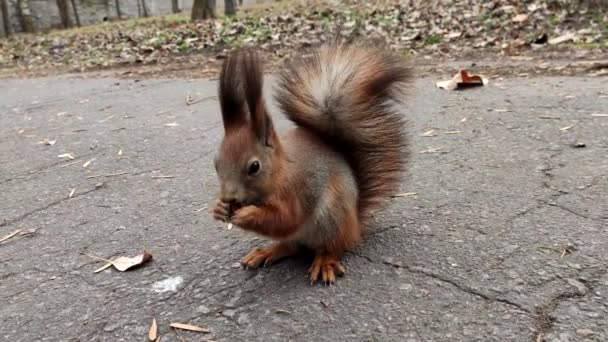 Lo scoiattolo della foresta mangia la noce. Carino piccolo scoiattolo rosso mangiare noce — Video Stock