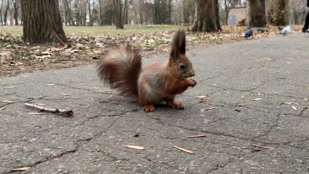 Scoiattolo Della Foresta Mangia Noce Carino Piccolo Scoiattolo Rosso Mangiare — Video Stock