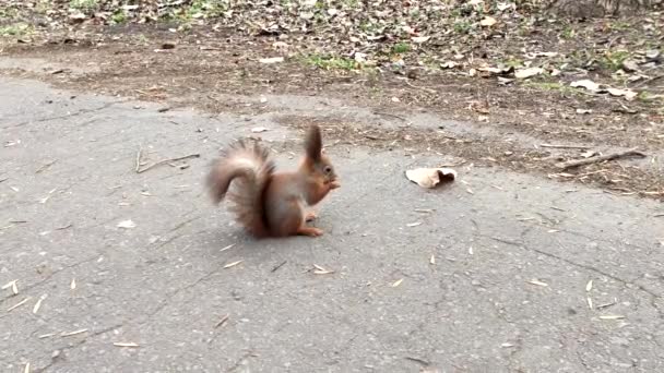 Esquilo Floresta Comer Noz Bonito Pequeno Esquilo Vermelho Comendo Noz — Vídeo de Stock