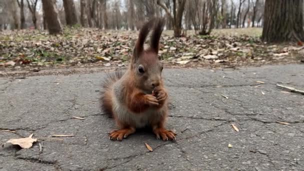 Esquilo Floresta Comer Noz Bonito Pequeno Esquilo Vermelho Comendo Noz — Vídeo de Stock