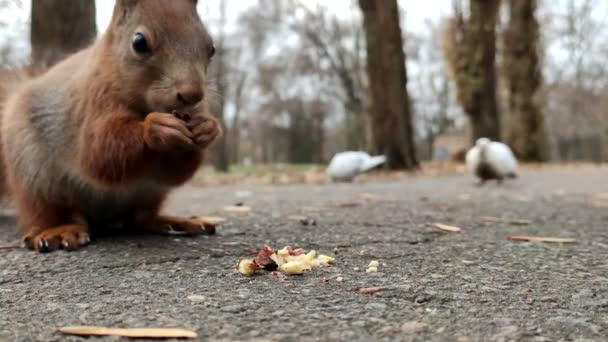 森のリスクルミを食べる かわいい赤いリスナッツを食べる — ストック動画