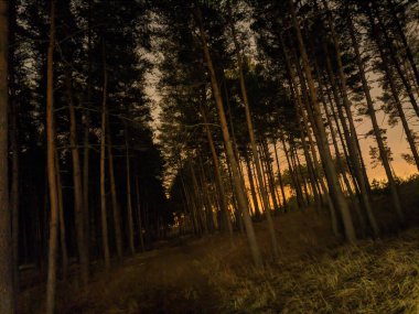 Geceleri çam ormanı. Akıllı telefondaki gece fotoğrafı.
