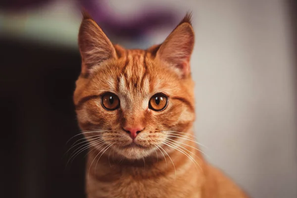 Küçük kızıl kedi yavrusu çerçeveye bakar. — Stok fotoğraf