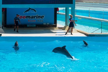 Roma, İtalya - Eylül 2019: Yunuslar gösterilerinin ortasında