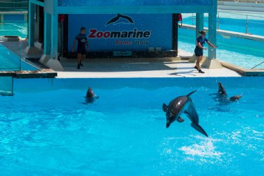 Roma, İtalya - Eylül 2019: Yunuslar gösterilerinin ortasında