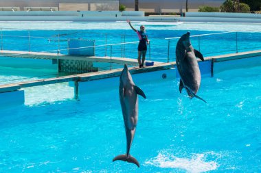 Roma, İtalya - Eylül 2019: Yunuslar gösterilerinin ortasında