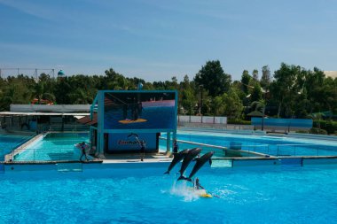 Roma, İtalya - Eylül 2019: Yunuslar gösterilerinin ortasında